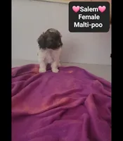 Salem*1000 take home, a female Maltipoo for sale in Tucson, AZ – 2 of 3