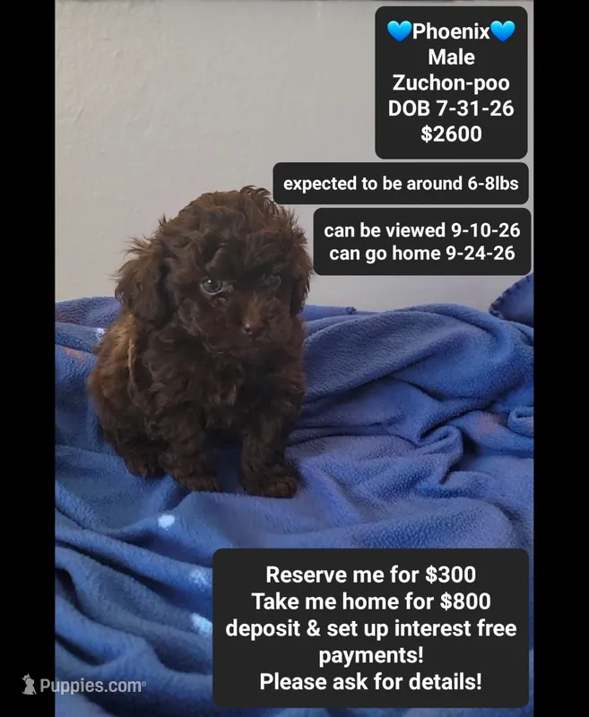 Pheonix*800 take home – Poodle - Toy , Shichon puppy for sale in Tucson, AZ