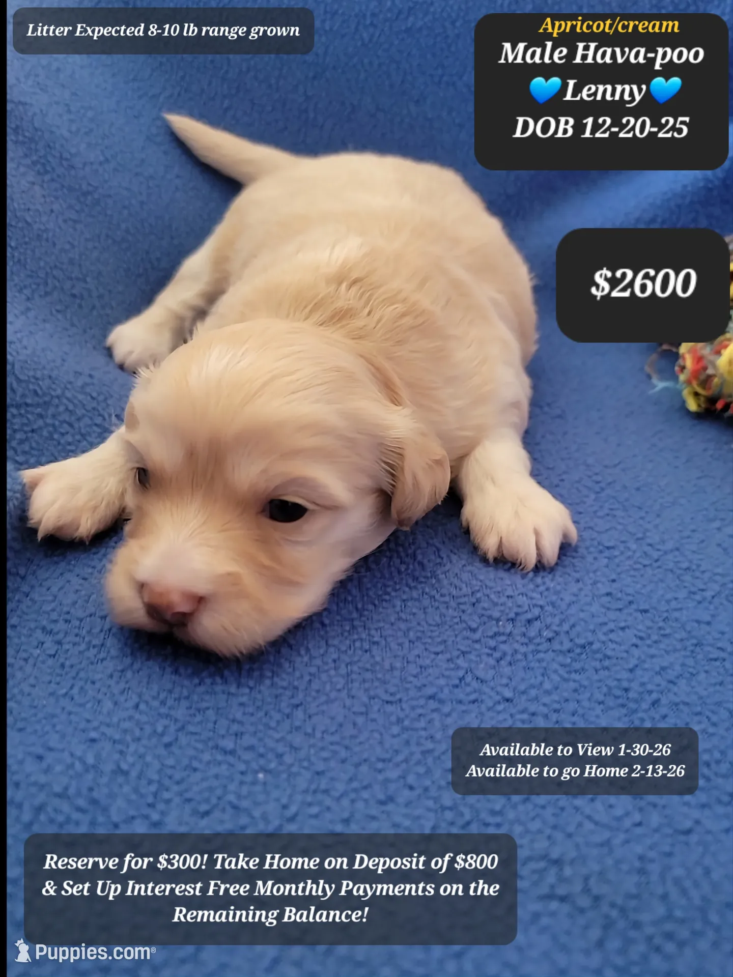 LENNY☆$800 take home option!