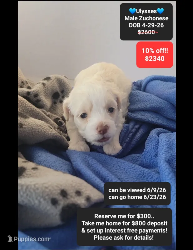 Ulysses – Havanese, Shichon puppy for sale in Tucson, AZ