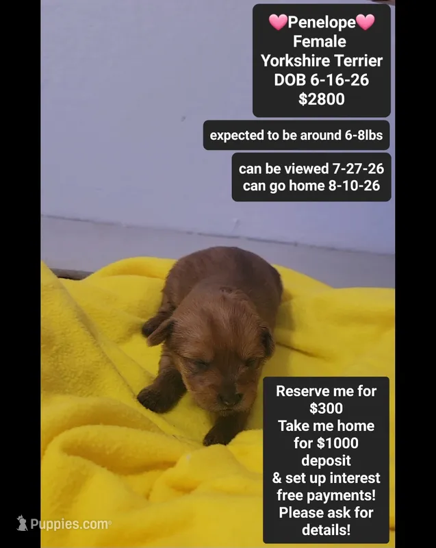 Penelope*$1000 take home – Yorkshire Terrier puppy for sale in Tucson, AZ