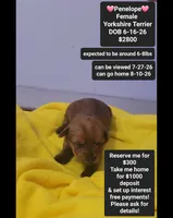 Penelope*$1000 take home, a female Yorkshire Terrier for sale in Tucson, AZ – 1 of 3