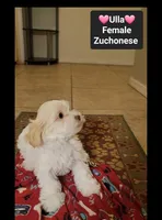 Ulla*900 take home, a female Havanese and Shichon for sale in Tucson, AZ – 2 of 3