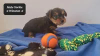 Winston, a male Yorkshire Terrier for sale in Tucson, AZ – Photo 3 of 3