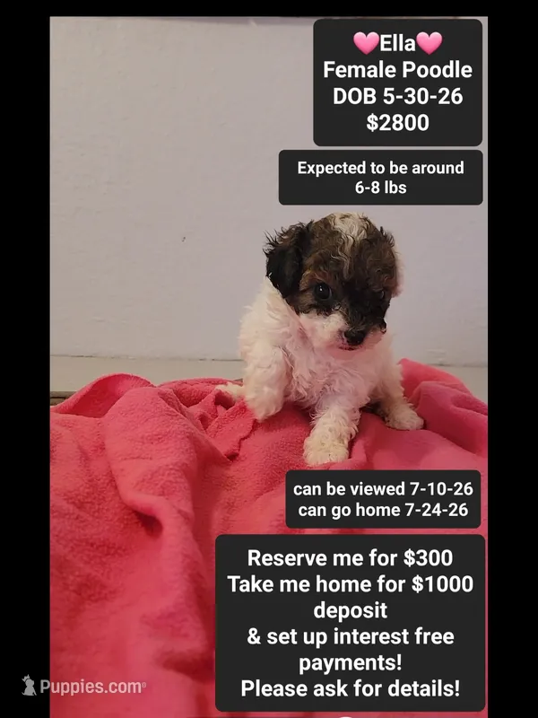 Ella*1000 take home – Poodle - Toy  puppy for sale in Tucson, AZ