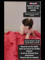Ella*1000 take home, a female Poodle - Toy  for sale in Tucson, AZ – 1 of 3