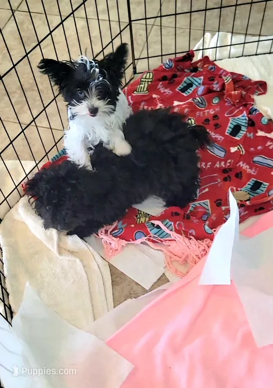 SOTERIA♡$800 take home option