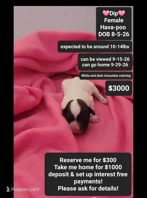 Dip – Havanese, Poodle - Toy  puppy for sale in Tucson, AZ