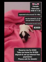 Dip, a female Havanese and Poodle - Toy  for sale in Tucson, AZ – 1 of 3