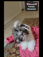Kenzie*900 take home, a female Havanese for sale in Tucson, AZ – 3 of 3