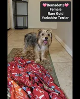 Bernadette*900 take home, a female Yorkshire Terrier for sale in Tucson, AZ – 2 of 3