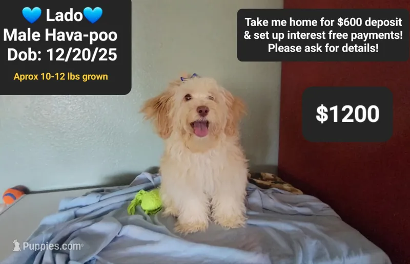 Lado – Havapoo puppy for sale in Tucson, AZ