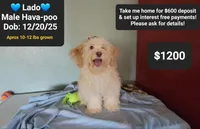 Lado, a male Havapoo for sale in Tucson, AZ – 1 of 4