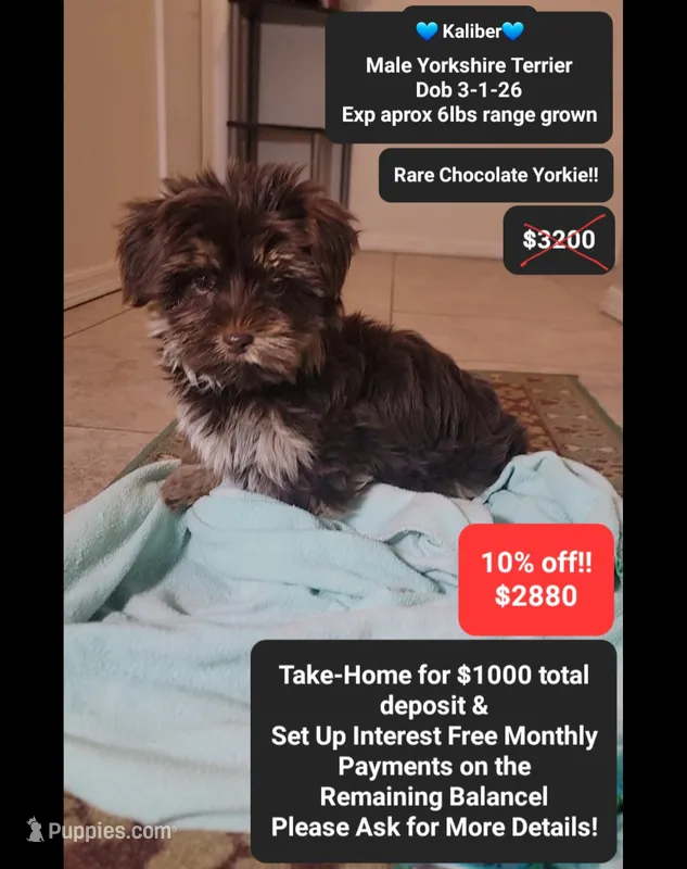Kaliber  – Yorkshire Terrier puppy for sale in Tucson, AZ