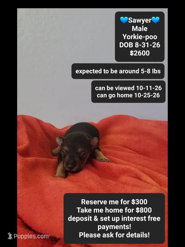 Sawyer*800 take home – Yorkshire Terrier, Poodle - Toy  puppy for sale in Tucson, AZ