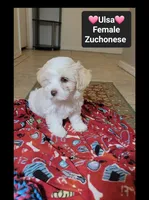 Ulsa*900 take home, a female Havanese and Shichon for sale in Tucson, AZ – 3 of 3