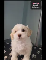 Ulla, a female Havanese and Shichon for sale in Tucson, AZ – 3 of 3