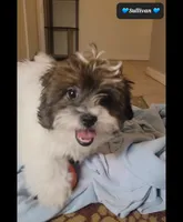 Sullivan, a male Shih Tzu and Poodle - Toy  for sale in Tucson, AZ – 2 of 3