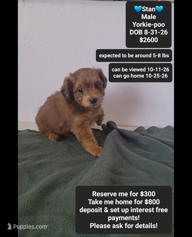 Stan*800 take home – Yorkshire Terrier, Poodle - Toy  puppy for sale in Tucson, AZ