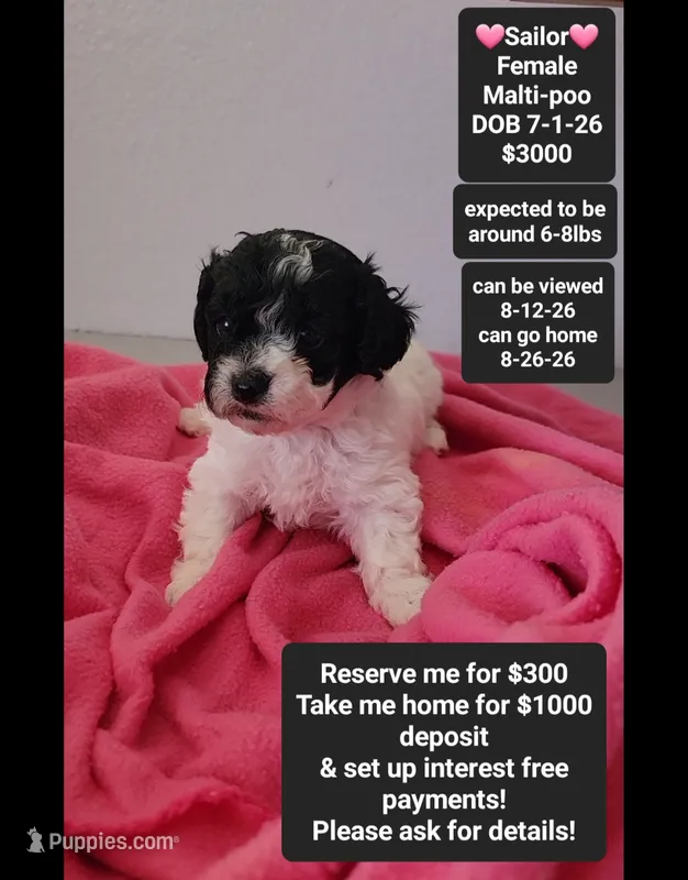 Sailor*1000 take home – Maltipoo puppy for sale in Tucson, AZ