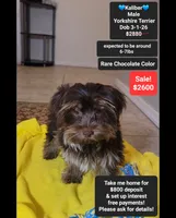 Kaliber*800 take home, a male Yorkshire Terrier for sale in Tucson, AZ – 1 of 3
