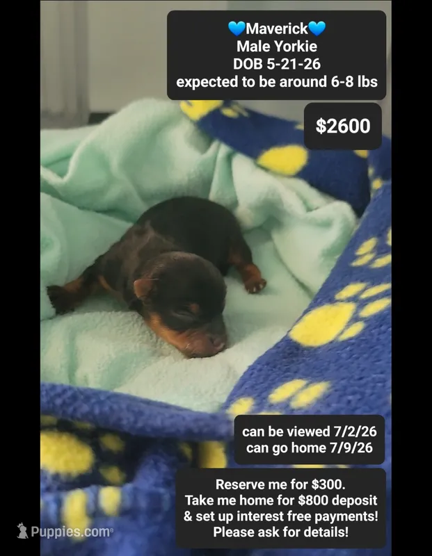 Maverick – Yorkshire Terrier puppy for sale in Tucson, AZ