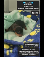 Maverick, a male Yorkshire Terrier for sale in Tucson, AZ – 1 of 1