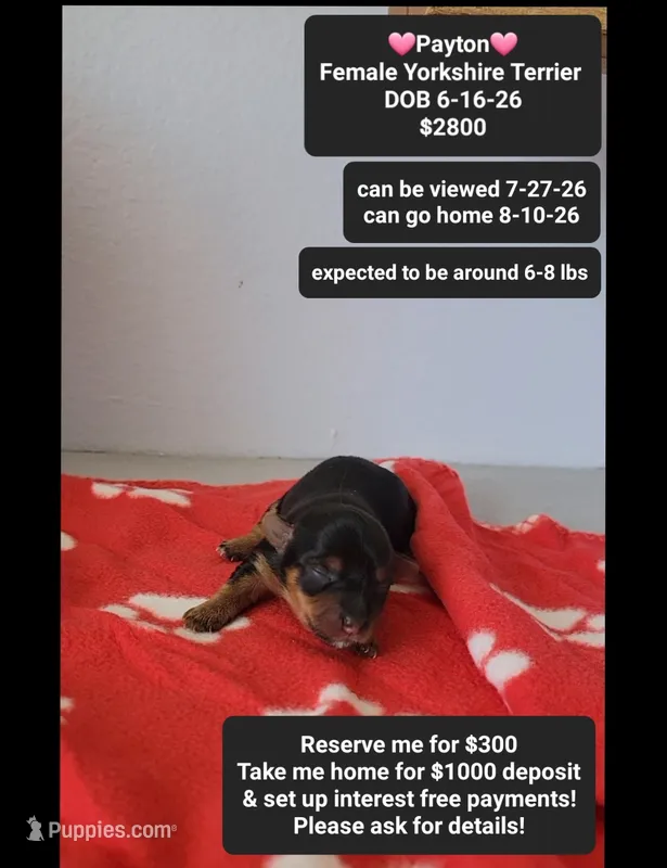Payton  – Yorkshire Terrier puppy for sale in Tucson, AZ