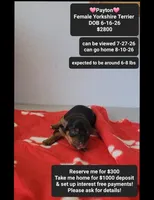 Payton , a female Yorkshire Terrier for sale in Tucson, AZ – 1 of 3