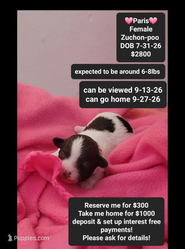 Paris – Poodle - Toy , Shichon puppy for sale in Tucson, AZ