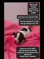 Paris, a female Poodle - Toy  and Shichon for sale in Tucson, AZ – 1 of 3
