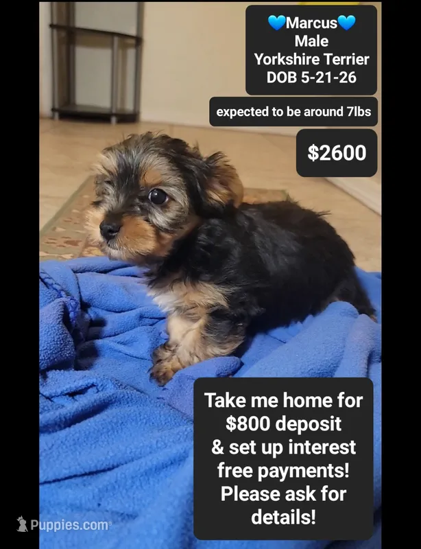 Marcus*$800 take home – Yorkshire Terrier puppy for sale in Tucson, AZ