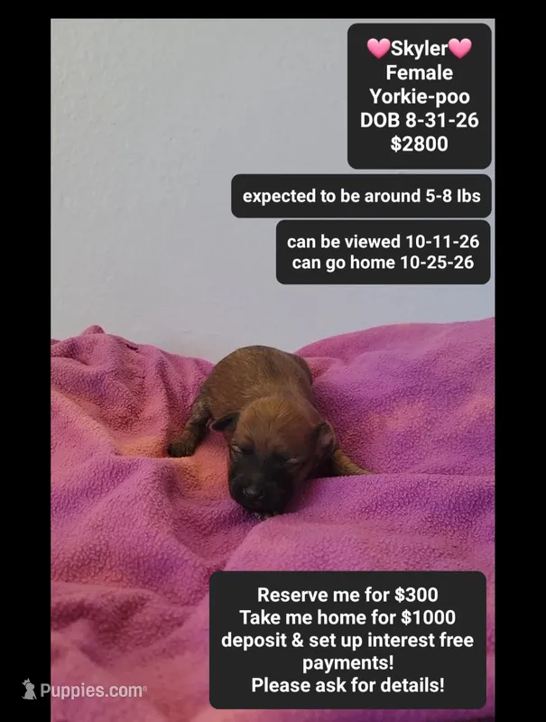 Skyler*1000 take home – Yorkshire Terrier, Poodle - Toy  puppy for sale in Tucson, AZ