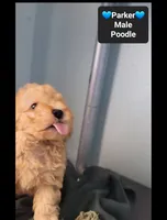 Parker, a male Poodle - Toy  for sale in Tucson, AZ – 2 of 3