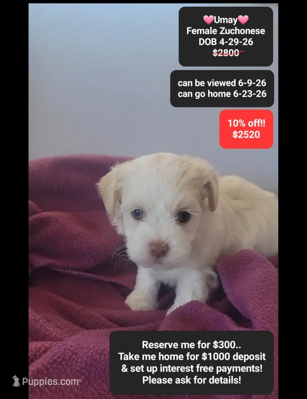 Umay – Havanese, Shichon puppy for sale in Tucson, AZ