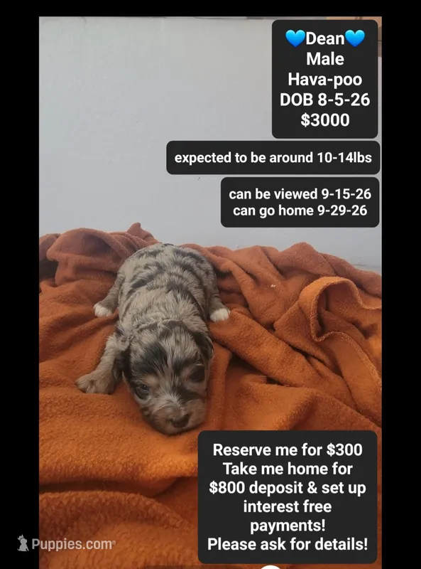 Dean – Havanese, Poodle - Toy  puppy for sale in Tucson, AZ
