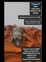 Dean*800 take home, a male Havanese and Poodle - Toy  for sale in Tucson, AZ – 1 of 3