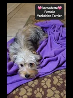Bernadette*900 take home, a female Yorkshire Terrier for sale in Tucson, AZ – 2 of 3