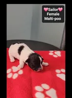 Sailor*1000 take home, a female Maltipoo for sale in Tucson, AZ – 3 of 3