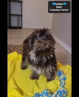 Kaliber*800 take home, a male Yorkshire Terrier for sale in Tucson, AZ – 3 of 3