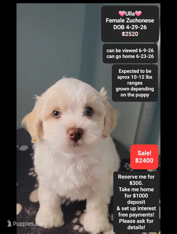 Ulla – Havanese, Shichon puppy for sale in Tucson, AZ