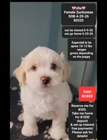 Ulla, a female Havanese and Shichon for sale in Tucson, AZ – 1 of 3