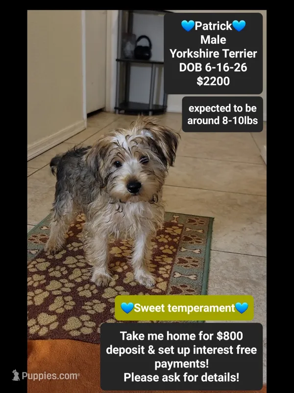 patrick*$800 take home – Yorkshire Terrier puppy for sale in Tucson, AZ