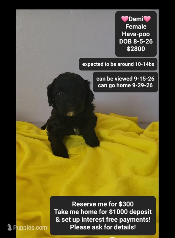 Demi*1000 take home – Havanese, Poodle - Toy  puppy for sale in Tucson, AZ