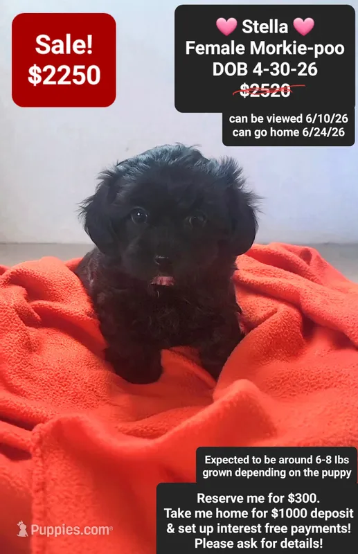 Stella – Poodle - Toy , Morkie puppy for sale in Tucson, AZ