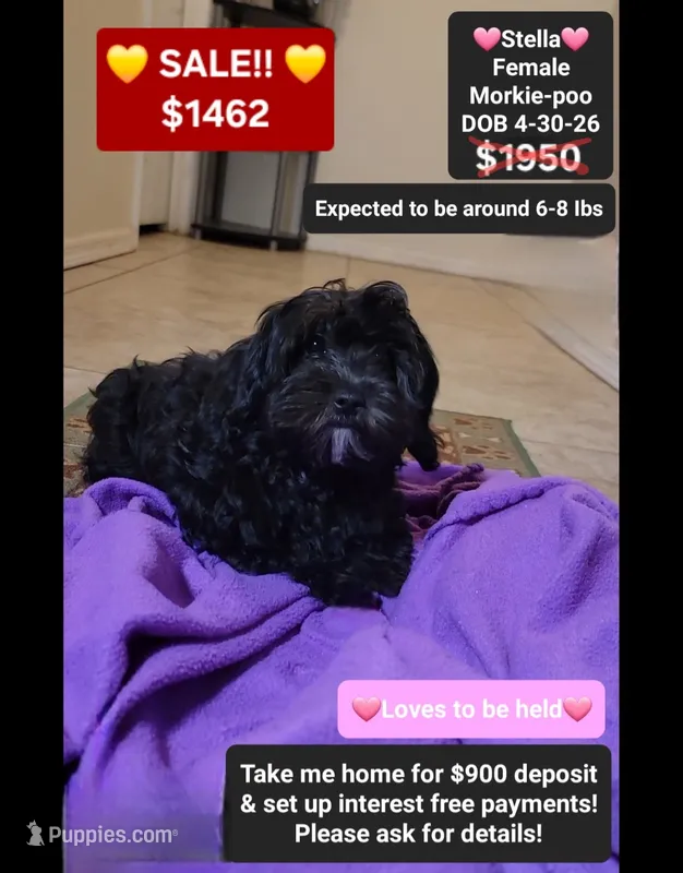 Stella*900 take home – Poodle - Toy , Morkie puppy for sale in Tucson, AZ