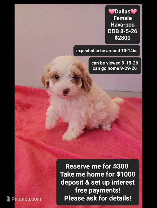 Dallas*1000 take home – Havanese, Poodle - Toy  puppy for sale in Tucson, AZ