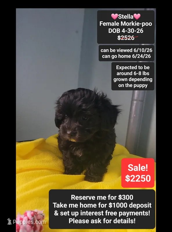Stella – Poodle - Toy , Morkie puppy for sale in Tucson, AZ