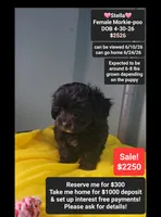 Stella, a female Poodle - Toy  and Morkie for sale in Tucson, AZ – 1 of 3