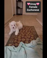 Umay*900 take home, a female Havanese and Shichon for sale in Tucson, AZ – 2 of 3